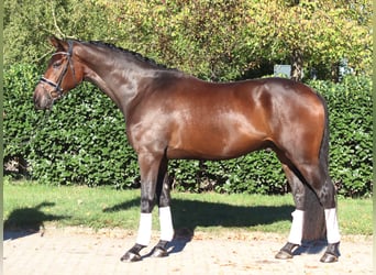 Hanoverian, Gelding, 5 years, 16,3 hh, Brown
