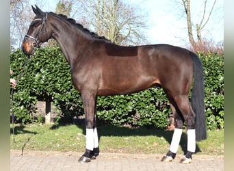 Hanoverian, Gelding, 5 years, 16,3 hh, Brown