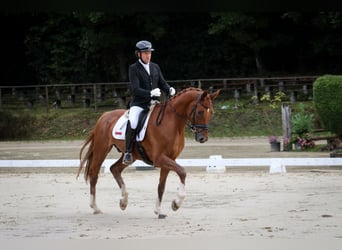 Hanoverian, Gelding, 5 years, 16,3 hh, Chestnut-Red