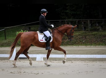 Hanoverian, Gelding, 5 years, 16,3 hh, Chestnut-Red