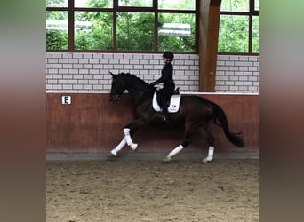 Hanoverian, Gelding, 5 years, 17.1 hh, Bay-Dark