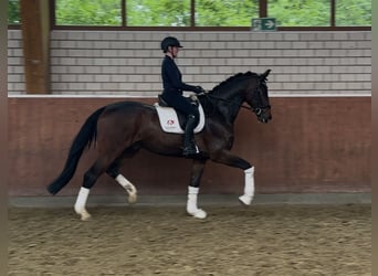 Hanoverian, Gelding, 5 years, 17.1 hh, Bay-Dark