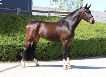 Hanoverian, Gelding, 5 years, 17.1 hh, Bay-Dark