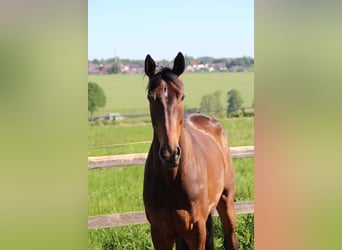Hanoverian, Gelding, 5 years, 17.1 hh, Bay-Dark