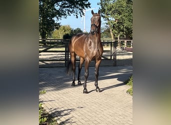 Hanoverian, Gelding, 5 years, 17.1 hh, Bay-Dark