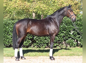 Hanoverian, Gelding, 5 years, 17.1 hh, Bay-Dark