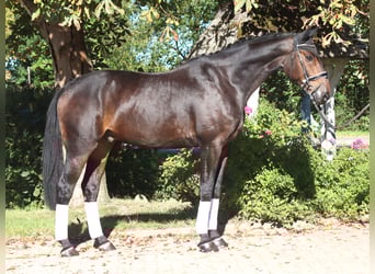Hanoverian, Gelding, 5 years, 17.1 hh, Bay-Dark