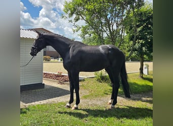 Hanoverian, Gelding, 5 years, 17.1 hh, Black