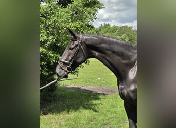 Hanoverian, Gelding, 5 years, 17.1 hh, Black