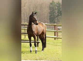 Hanoverian, Gelding, 5 years, 17.1 hh, Brown