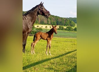Hanoverian, Gelding, 5 years, 17.1 hh, Brown