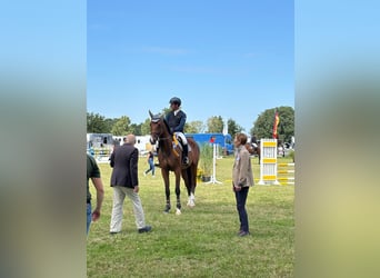 Hanoverian, Gelding, 5 years, 17.1 hh, Brown