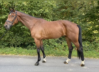 Hanoverian, Gelding, 5 years, 17.1 hh, Brown Hanoverian, Gelding, 5 years, 17.1 hh, Brown