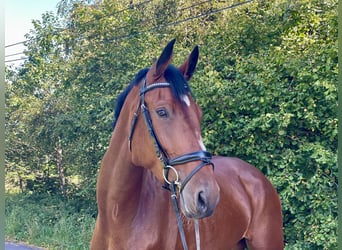 Hanoverian, Gelding, 5 years, 17.1 hh, Brown Hanoverian, Gelding, 5 years, 17.1 hh, Brown