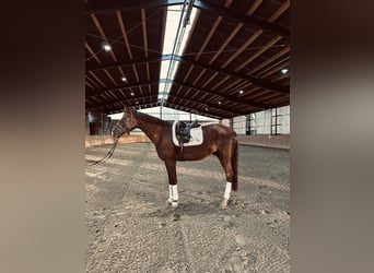 Hanoverian, Gelding, 5 years, 17,1 hh, Chestnut