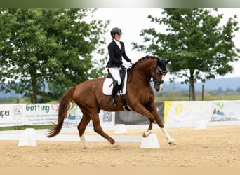Hanoverian, Gelding, 5 years, 17.1 hh, Chestnut