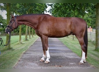 Hanoverian, Gelding, 5 years, 17.1 hh, Chestnut