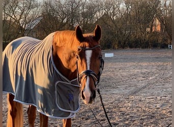 Hanoverian, Gelding, 5 years, 17,1 hh, Chestnut-Red