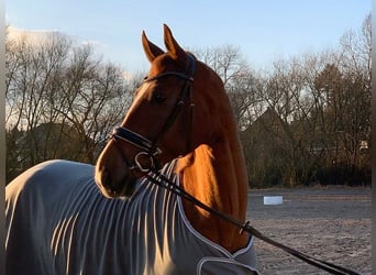 Hanoverian, Gelding, 5 years, 17,1 hh, Chestnut-Red