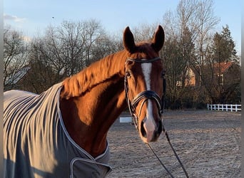 Hanoverian, Gelding, 5 years, 17,1 hh, Chestnut-Red