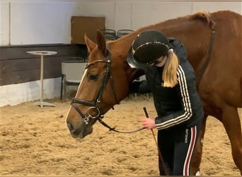 Hanoverian, Gelding, 5 years, 17,1 hh, Chestnut-Red