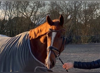 Hanoverian, Gelding, 5 years, 17,1 hh, Chestnut-Red