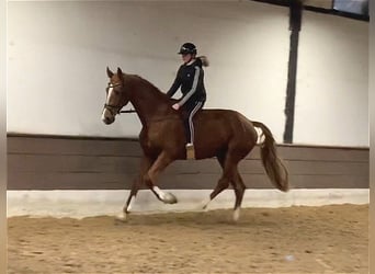 Hanoverian, Gelding, 5 years, 17,1 hh, Chestnut-Red