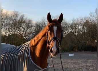 Hanoverian, Gelding, 5 years, 17,1 hh, Chestnut-Red