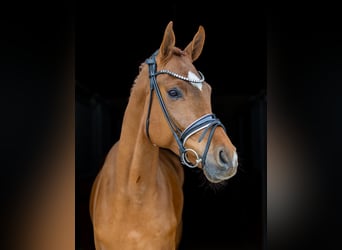 Hanoverian, Gelding, 5 years, 17.1 hh, Chestnut-Red