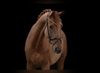 Hanoverian, Gelding, 5 years, 17.1 hh, Chestnut-Red