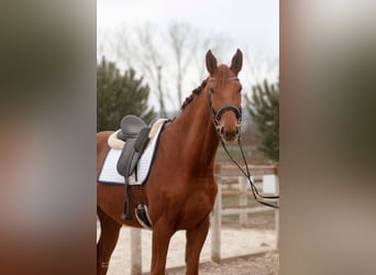 Hanoverian, Gelding, 5 years, 17,1 hh, Chestnut-Red