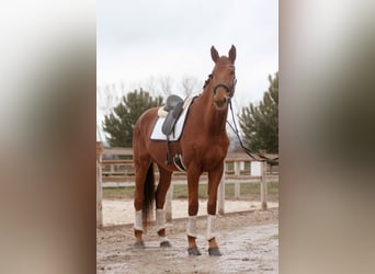 Hanoverian, Gelding, 5 years, 17,1 hh, Chestnut-Red