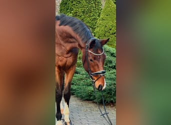 Hanoverian, Gelding, 5 years, 17.1 hh