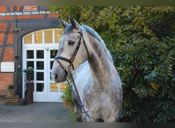 Hanoverian, Gelding, 5 years, 17.1 hh, Grey
