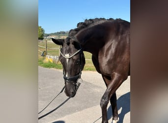 Hanoverian, Gelding, 5 years, 17.1 hh, Smoky-Black