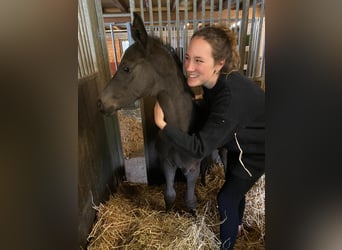 Hanoverian, Gelding, 5 years, 17.1 hh, Smoky-Black