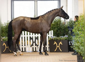 Hanoverian, Gelding, 5 years, 17.1 hh, Smoky-Black