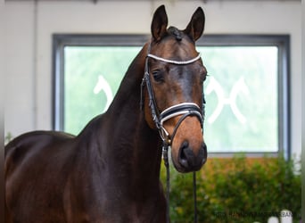Hanoverian, Gelding, 5 years, 17.2 hh, Bay-Dark