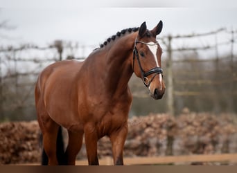 Hanoverian, Gelding, 5 years, 17.2 hh, Brown