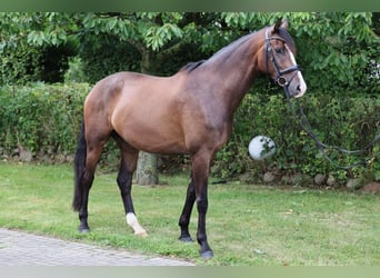 Hanoverian, Gelding, 5 years, 17.2 hh, Brown