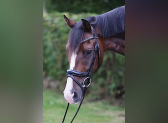 Hanoverian, Gelding, 5 years, 17.2 hh, Brown