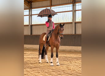Hanoverian, Gelding, 5 years, 17.2 hh, Brown