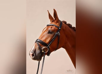 Hanoverian, Gelding, 5 years, 17.2 hh, Chestnut-Red