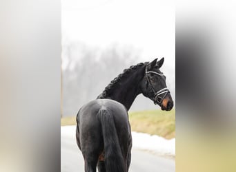 Hanoverian, Gelding, 5 years, 17 hh, Bay-Dark