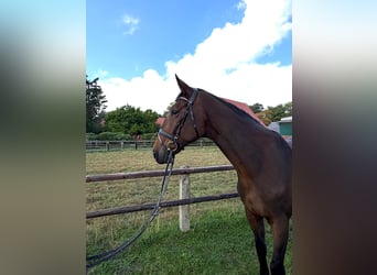 Hanoverian, Gelding, 5 years, 17 hh, Bay-Dark