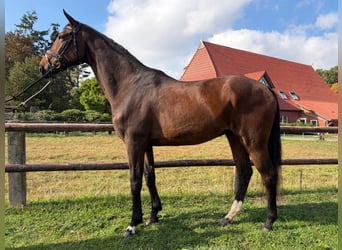 Hanoverian, Gelding, 5 years, 17 hh, Bay-Dark