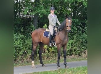 Hanoverian, Gelding, 5 years, 17 hh, Bay-Dark