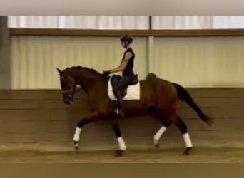 Hanoverian, Gelding, 5 years, 17 hh, Bay-Dark