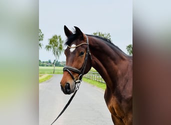 Hanoverian, Gelding, 5 years, 17 hh, Bay-Dark