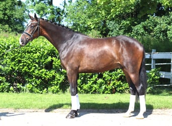 Hanoverian, Gelding, 5 years, 17 hh, Bay-Dark